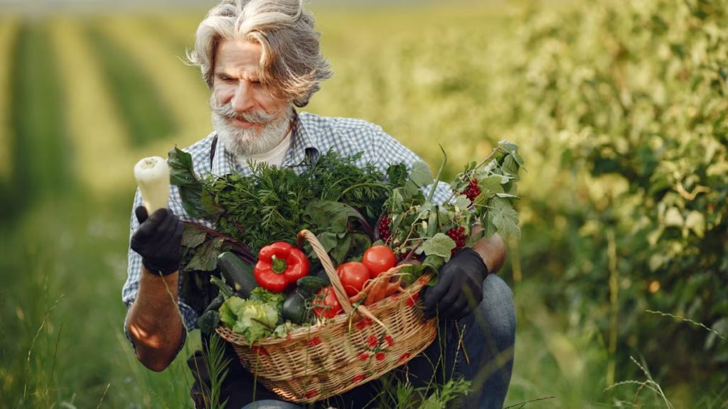 An elderly farmer gathers fresh vegetables in a sunny countryside field during summer.