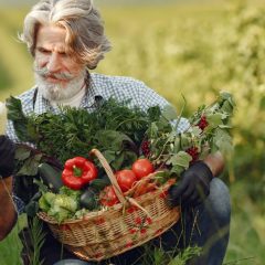 An elderly farmer gathers fresh vegetables in a sunny countryside field during summer.